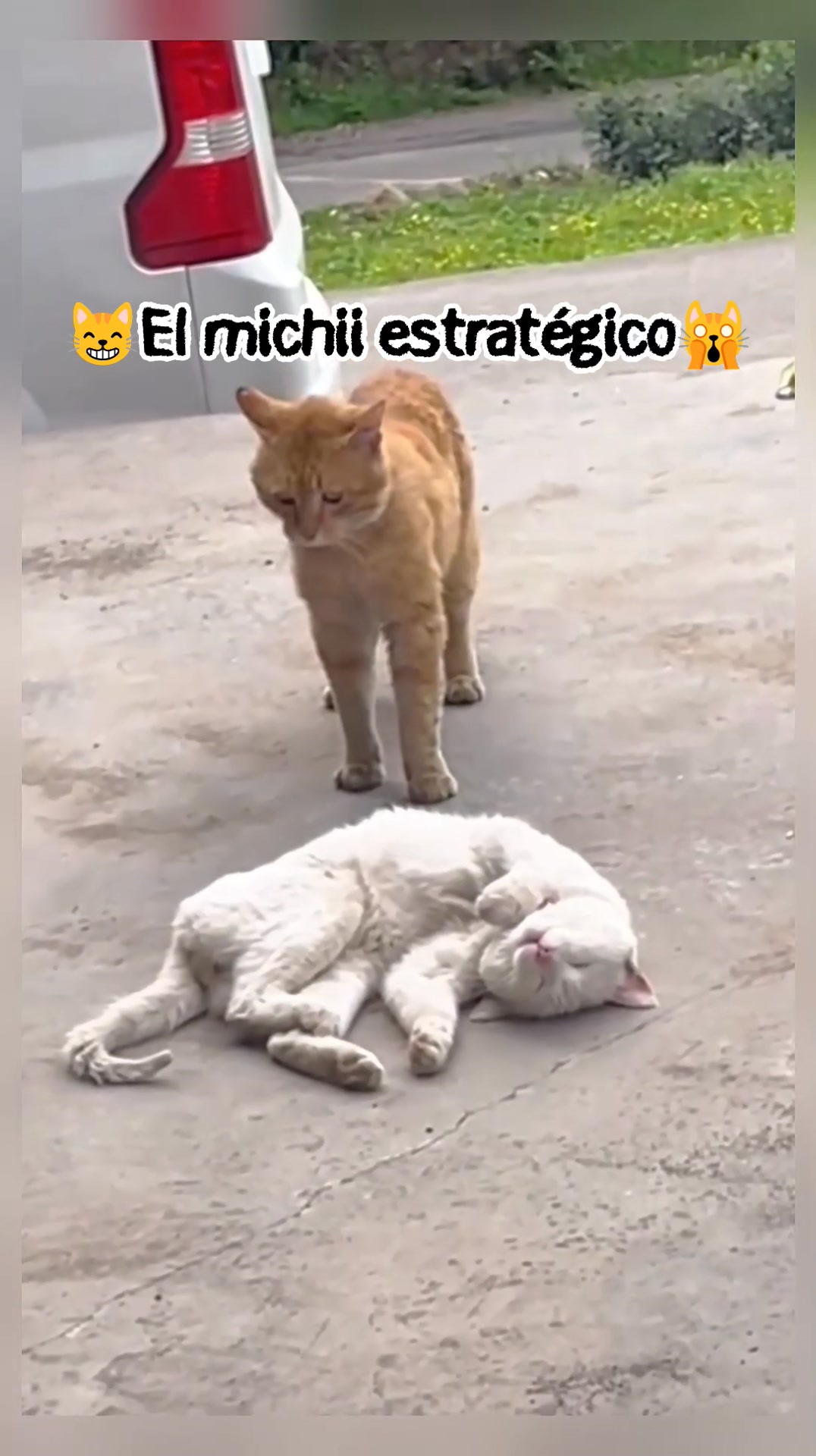 😊 Sigueme y comparte para más videos ️ Cuando el michii es estratégico ...