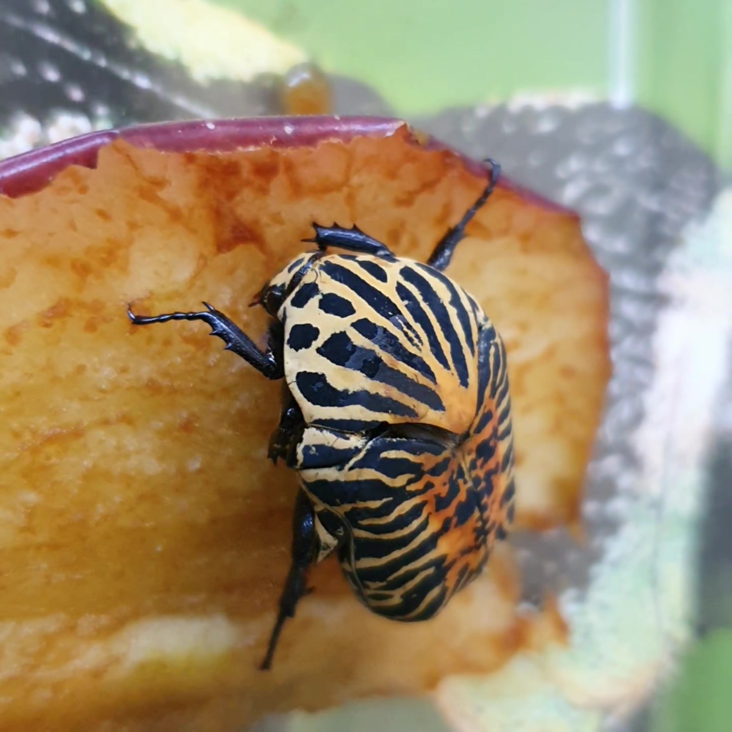 What is the name of this beetle found in Los Tuxtlas rainforest