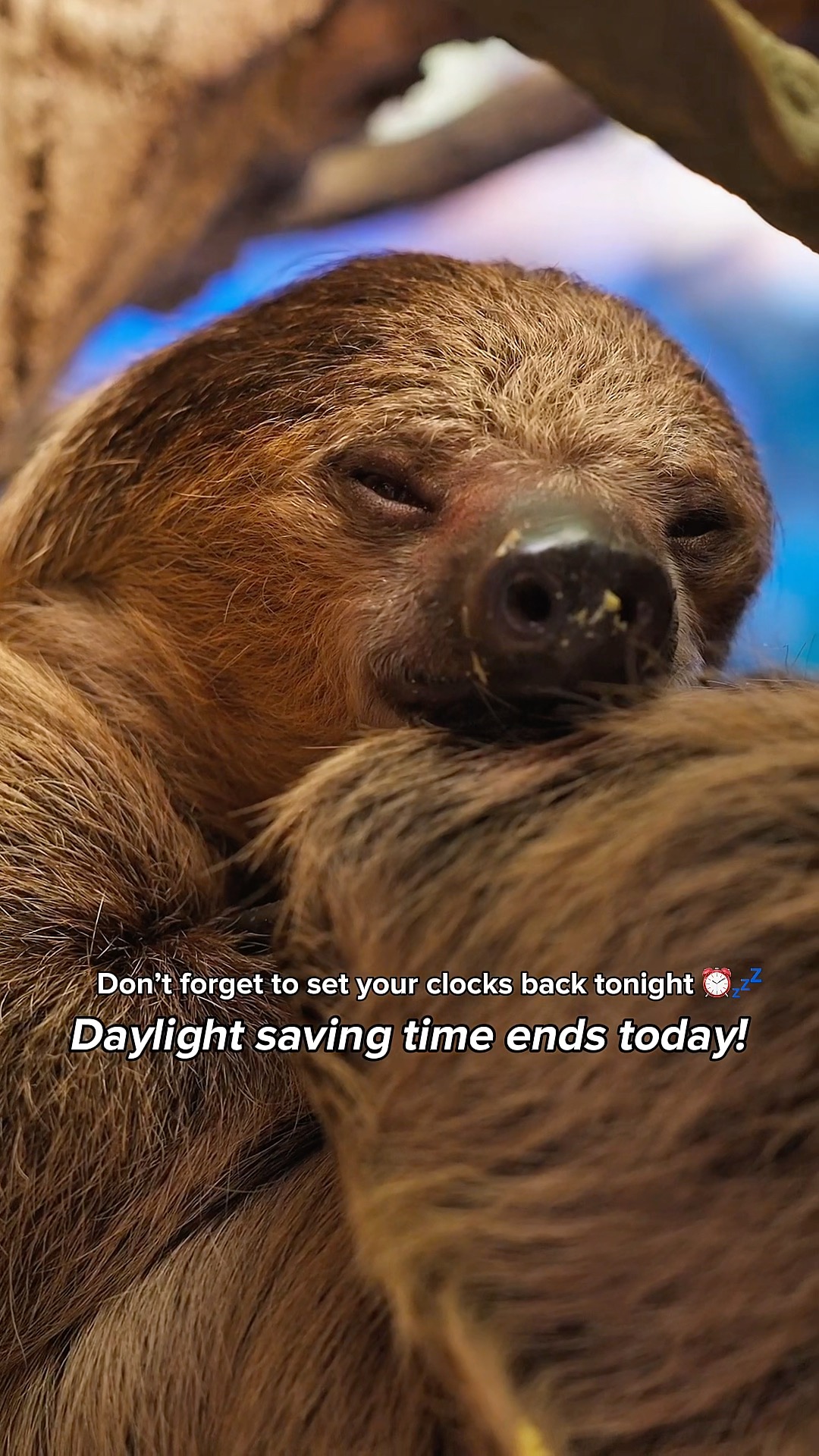 Don't forget to set your clocks back tonight! ⏰ Daylight saving time is ...