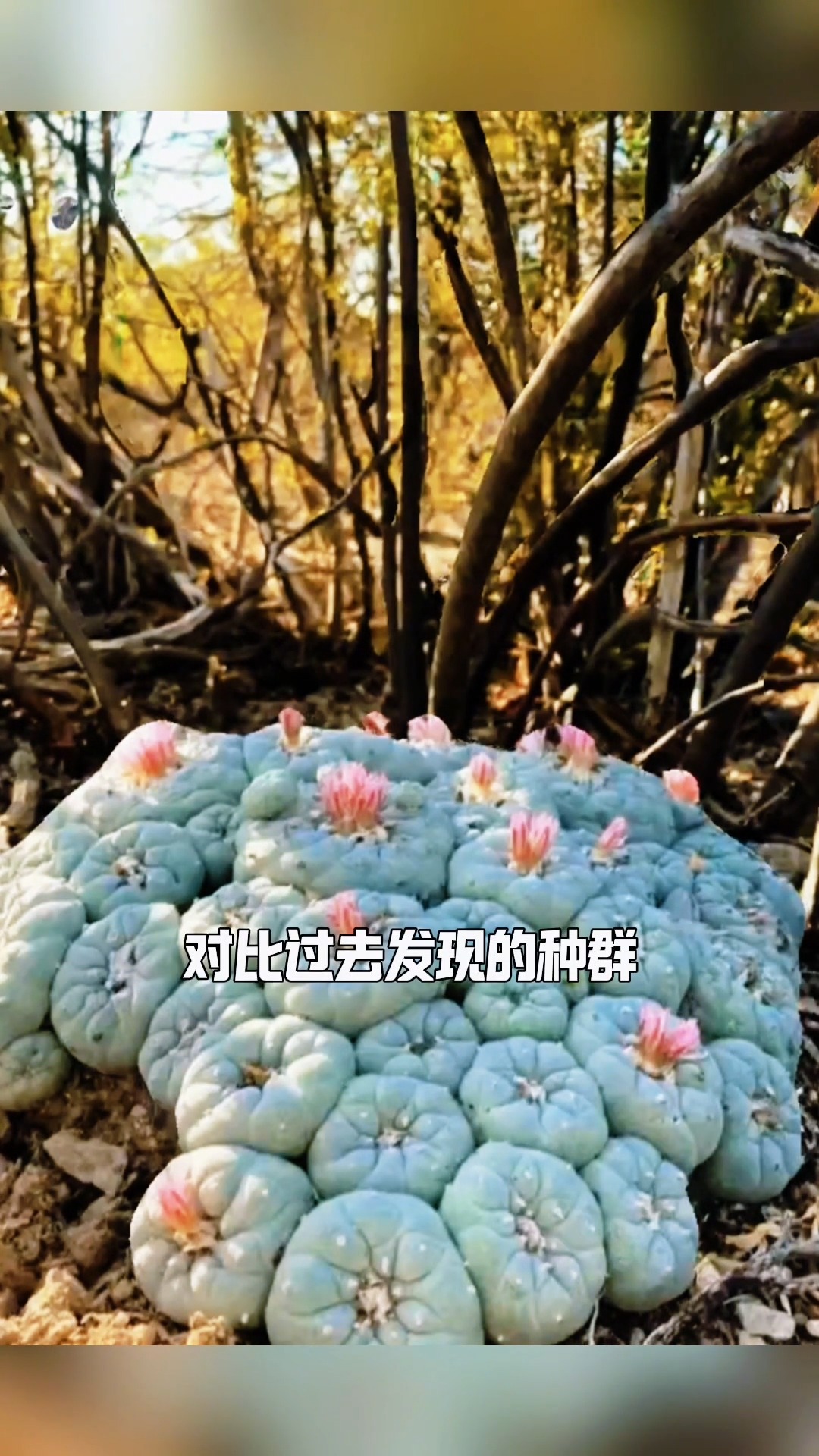 银冠玉Lophophora Fricii #乌羽玉属#银冠玉#LophophoraFricii #仙人掌