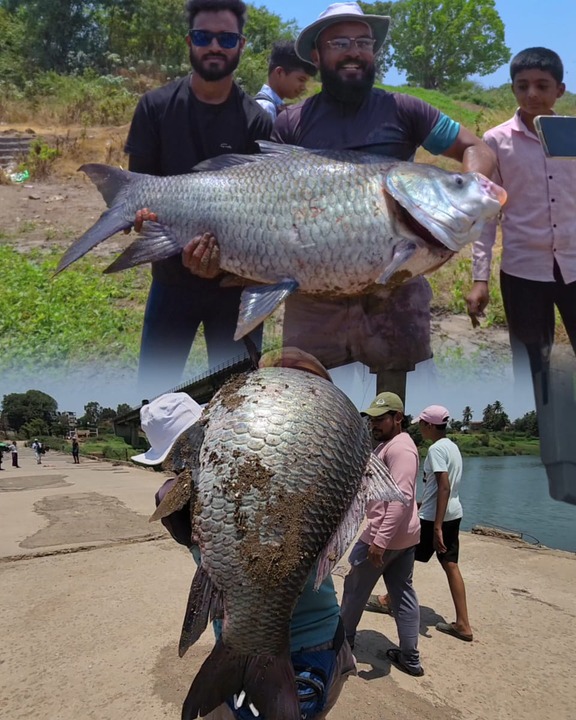 India's Biggest Katla Monster || look at the Size of This Monster Fish ...