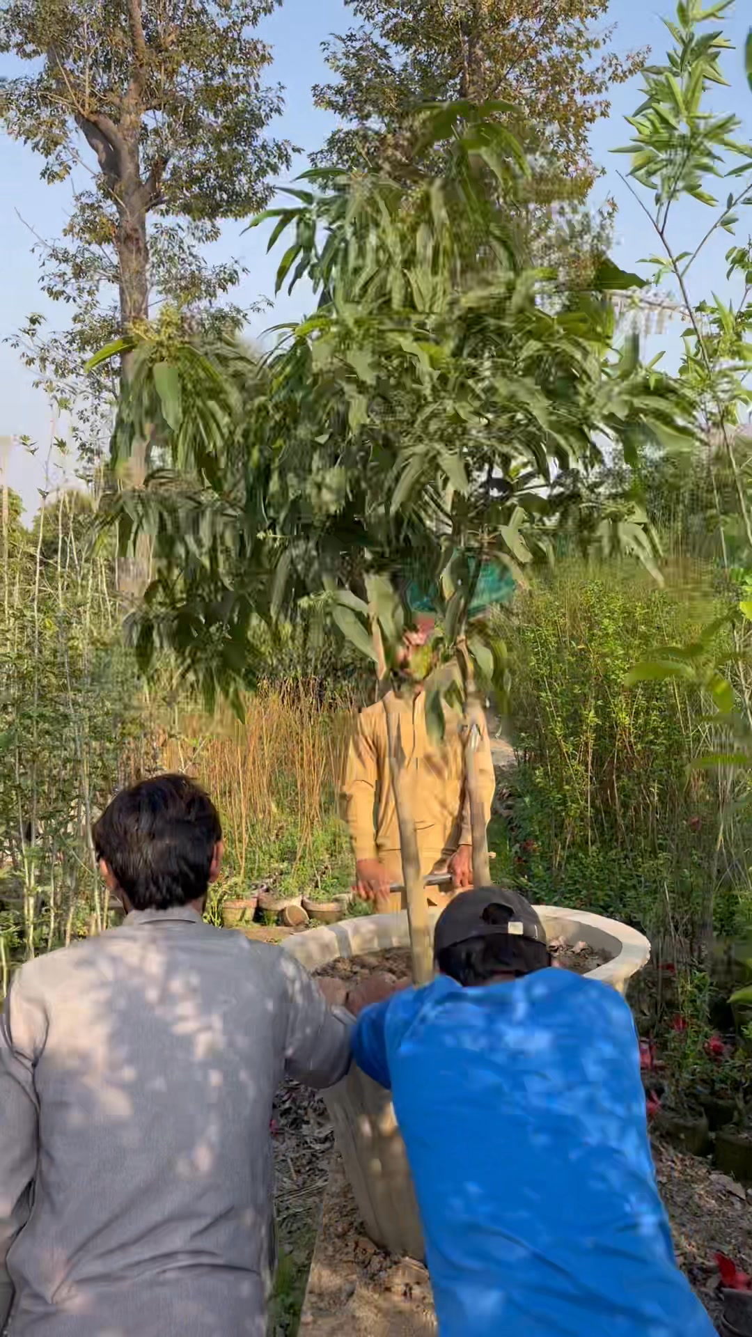ISLAM Nursery FARM | Pattoki