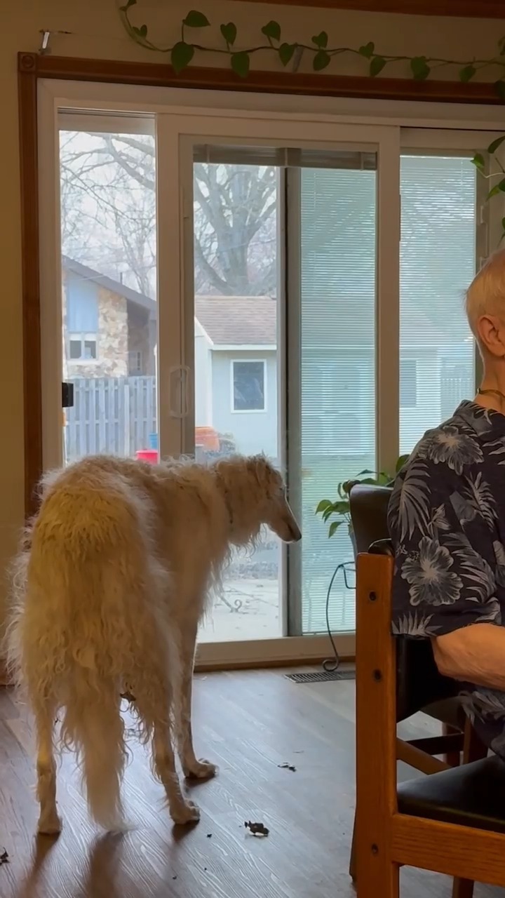 Crank it up and get ready to howl! rescueborzoi.org #NBRF #borzoi # ...