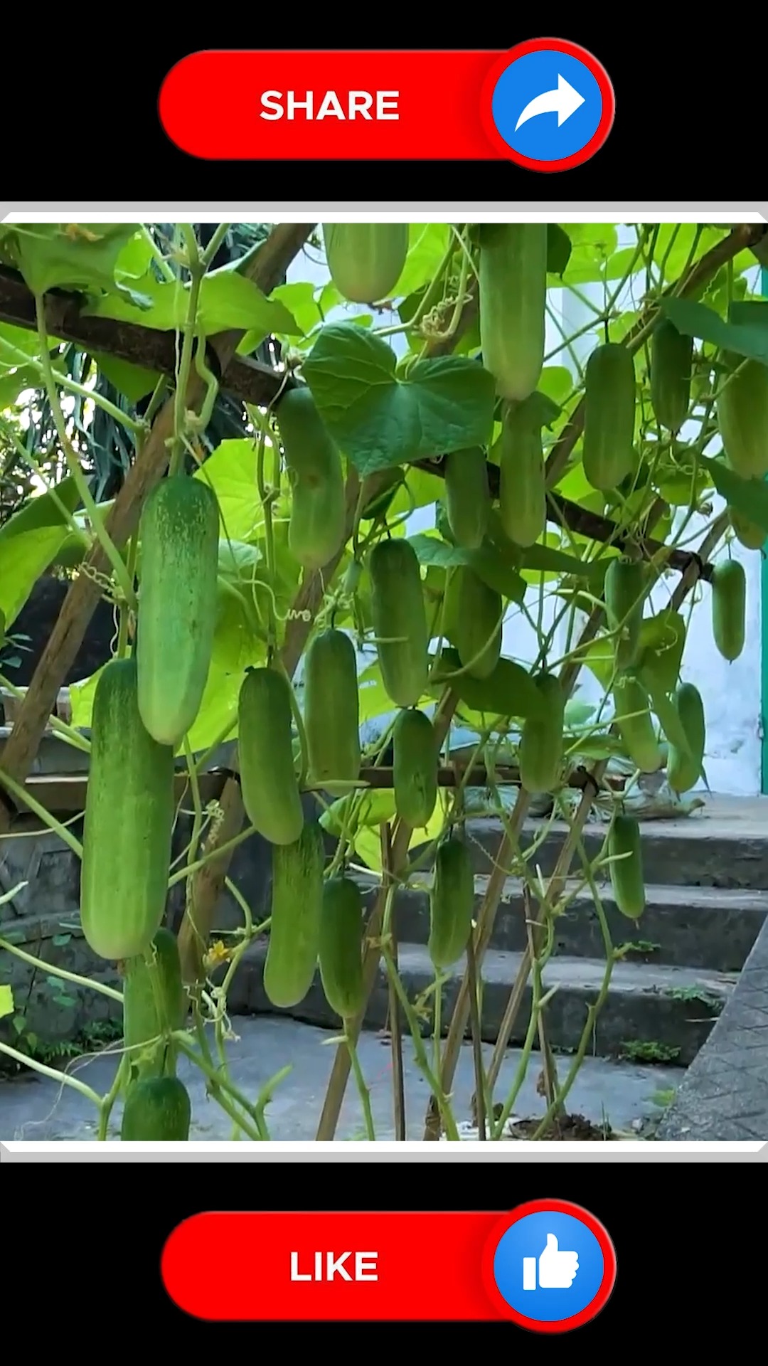 Simple method of cucumber cultivation 🥒 | Small Vegetable Garden | Facebook