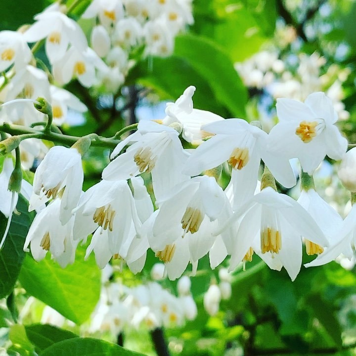 おうちで学び ハクウンボク（白雲木）が咲いています。英名はfragrant
