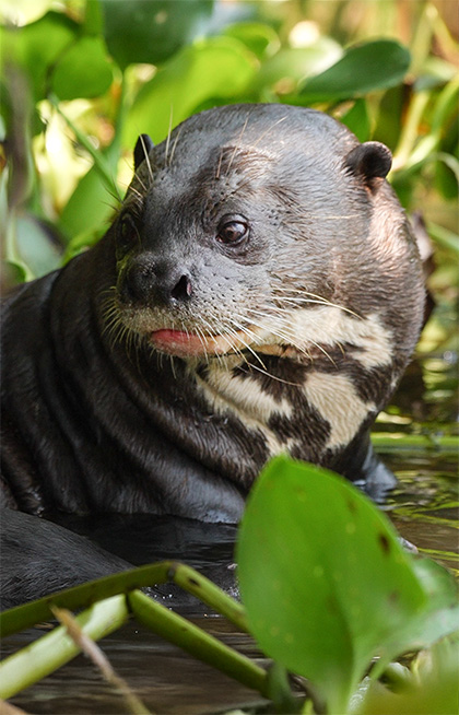 Giant river otters 🦦Also called 'river wolves', due to those large ...
