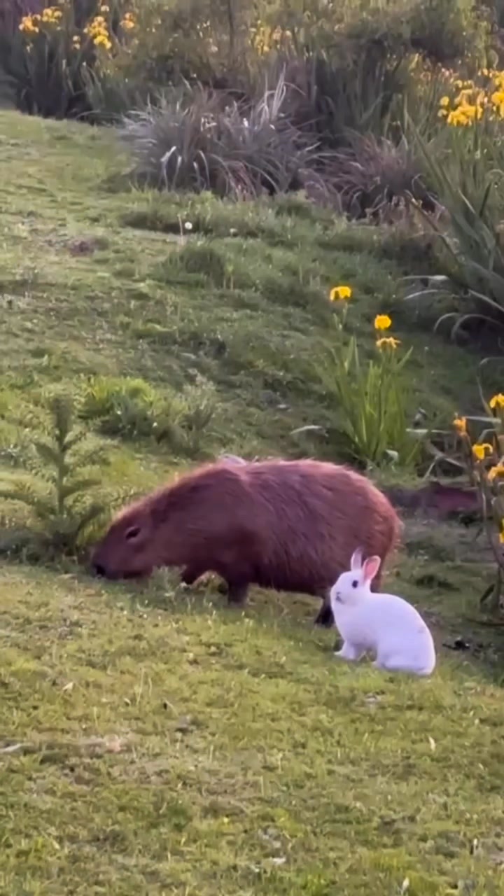 Bunny, the rabbit from the La Alameda neighborhood, is a great friend ...