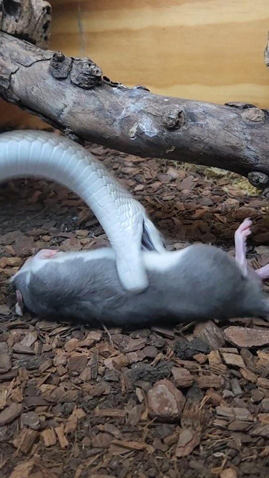 Curated visual reference: Gallery Detail: Death The Black Mamba Dendroaspis Polylepis Super Quick To Respond