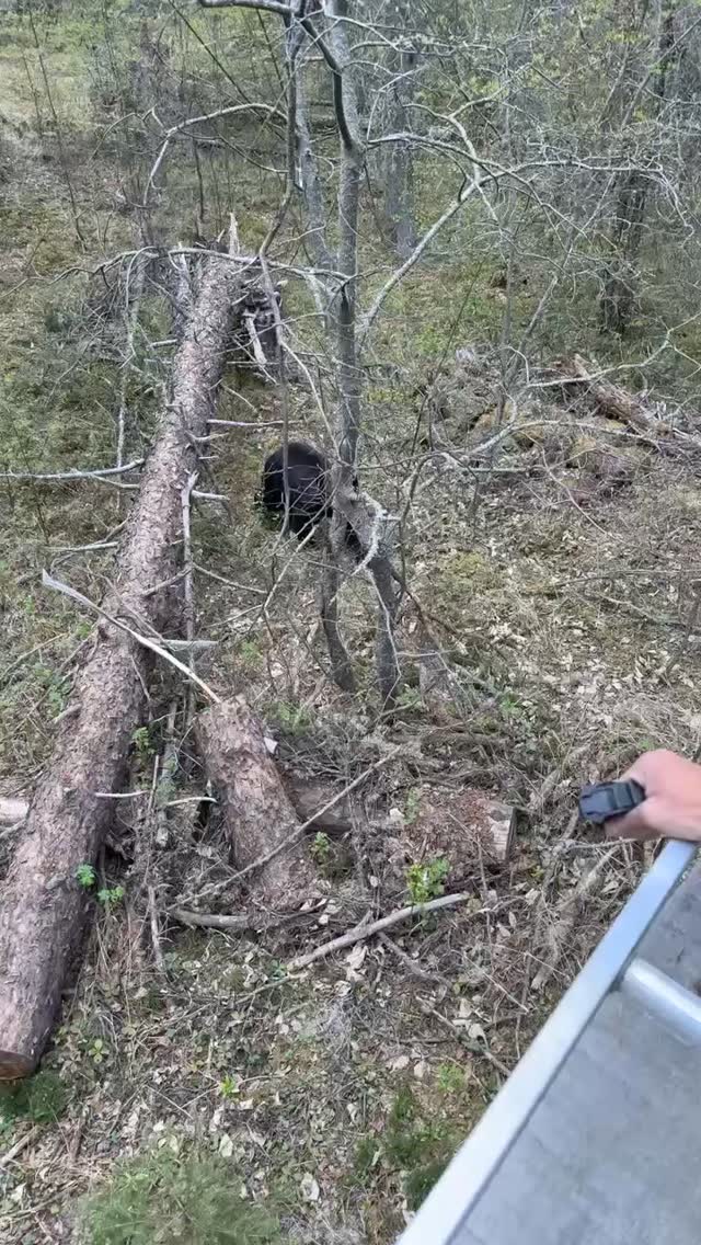 Quick video that was shared with me of the bear up by Kingsmere Lake ...