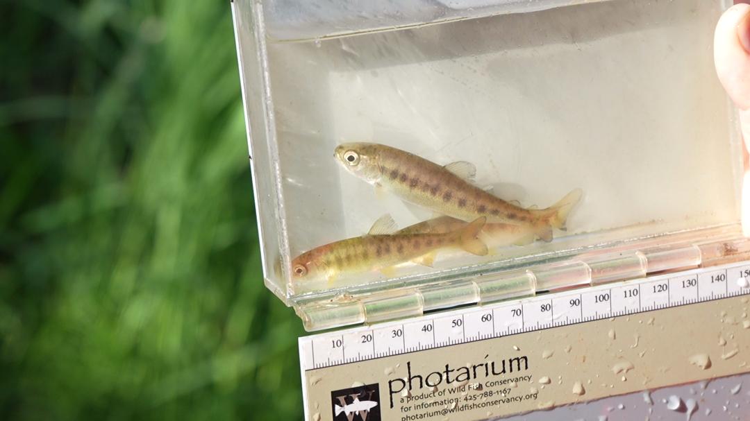 On Alaska’s Kenai Peninsula, juvenile salmon are busy making moves ...