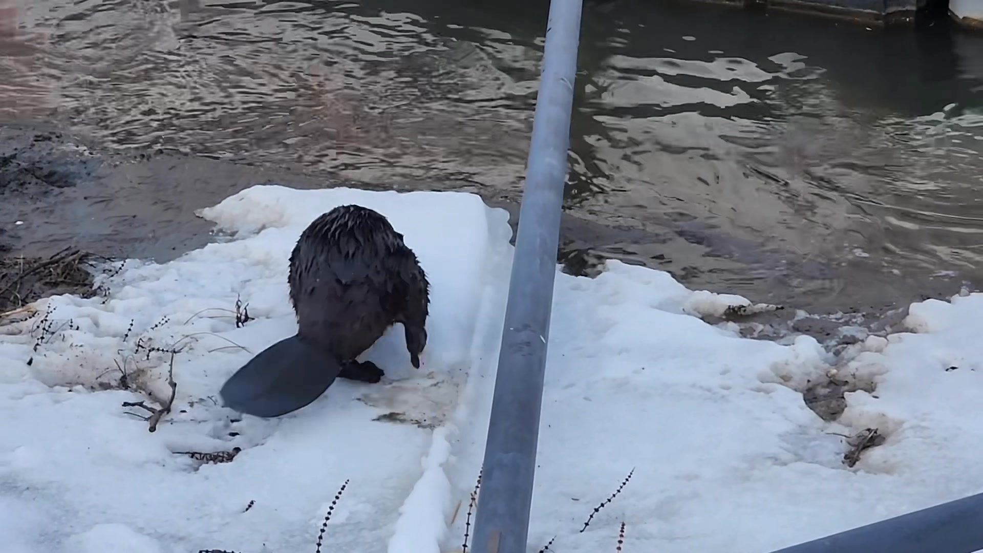 Beaver surprise!!! Last week I was filming this beaver at The Prairie ...