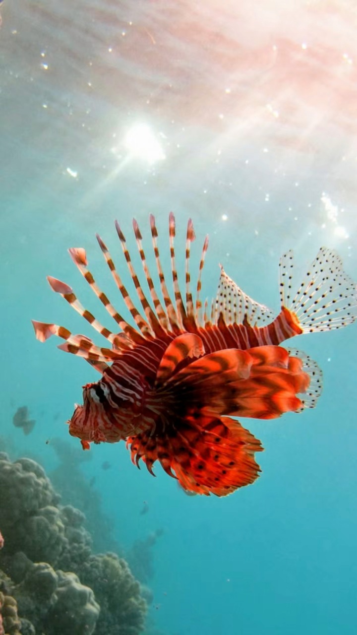 سمكة الأسد الجمال القاتل 🤯 ( lion fish ) #diving #modrar | Mostafa Drar ...