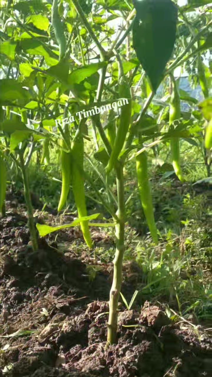 May mga bunga na din ang mga siling pansigang😍 #backyardgardening # ...