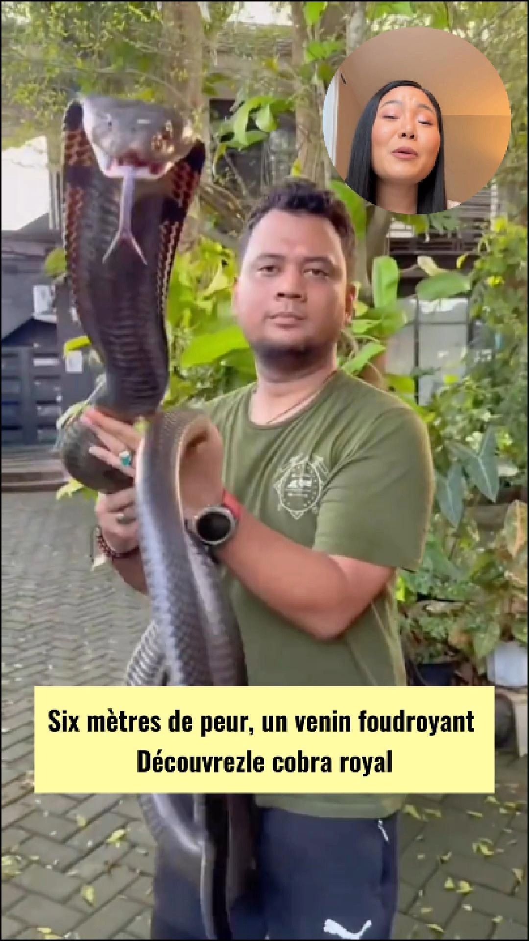 Cobra royal : le serpent que même les lions craignent. #animaux # ...