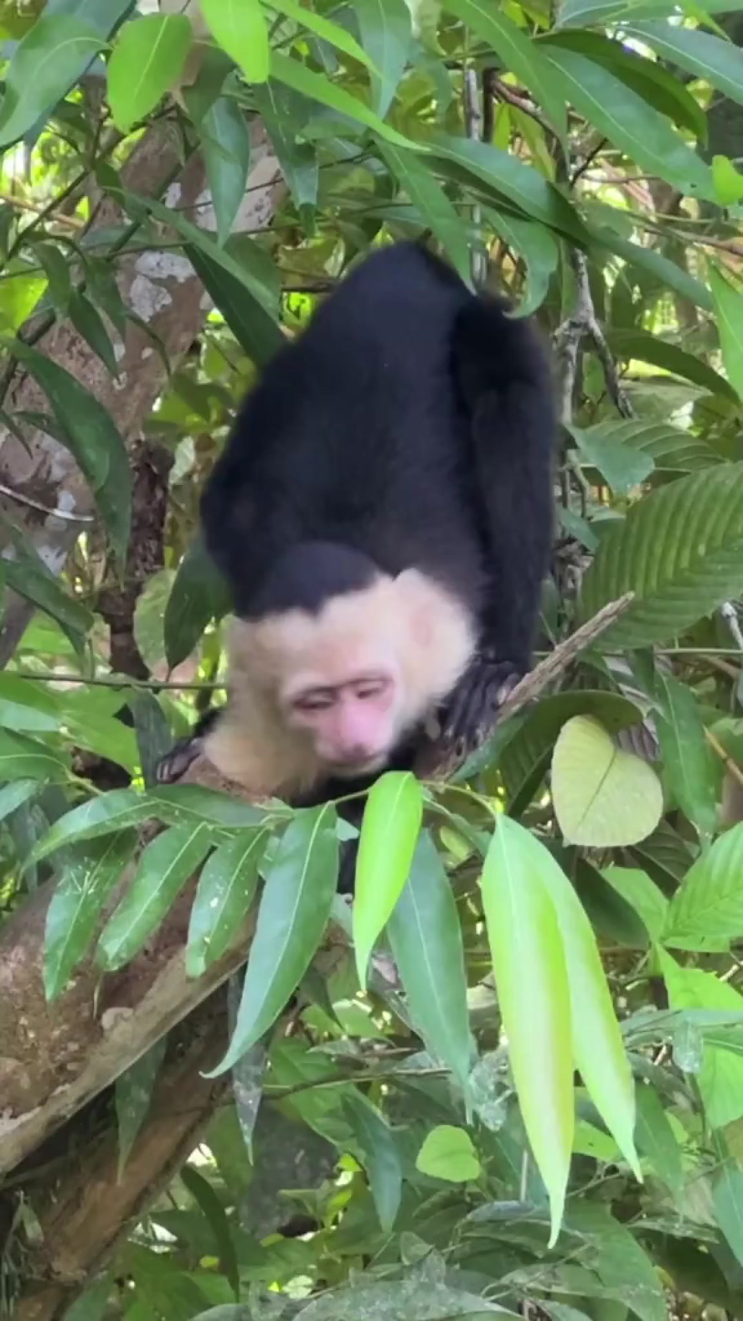 Did you know it’s illegal to feed capuchins food in Costa Rica?? 🐒 Here ...