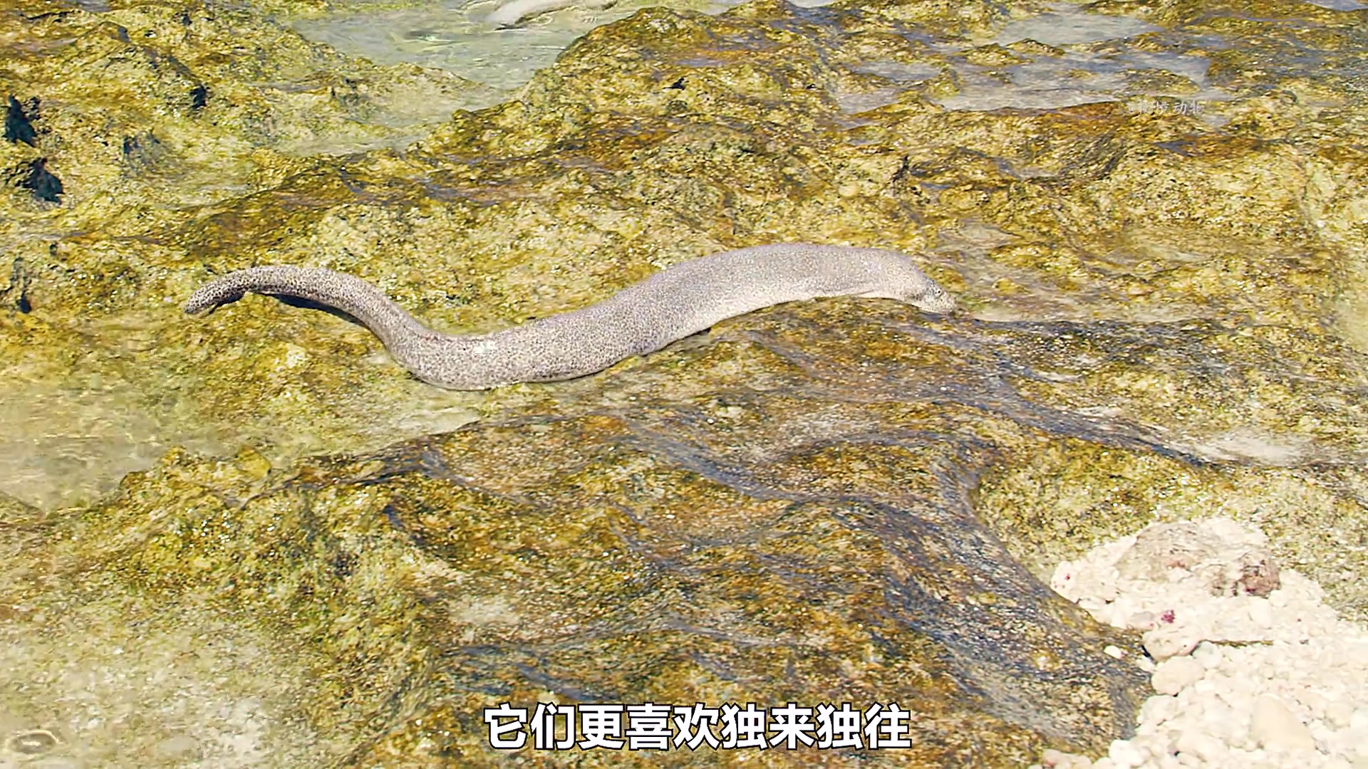 狼鰻一種長相和實力并存的可怕獵手，在海洋中它們幾乎沒有天敵 | 梅西的美妙生活 | Facebook