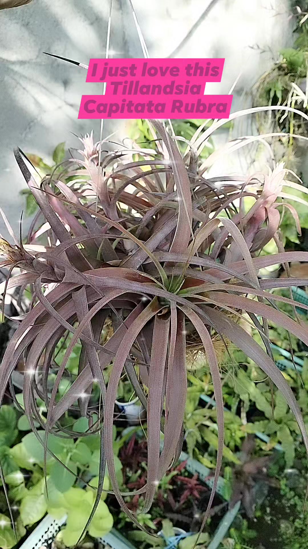 Tillandsia edithae var araucariifolia with vibrant red flower