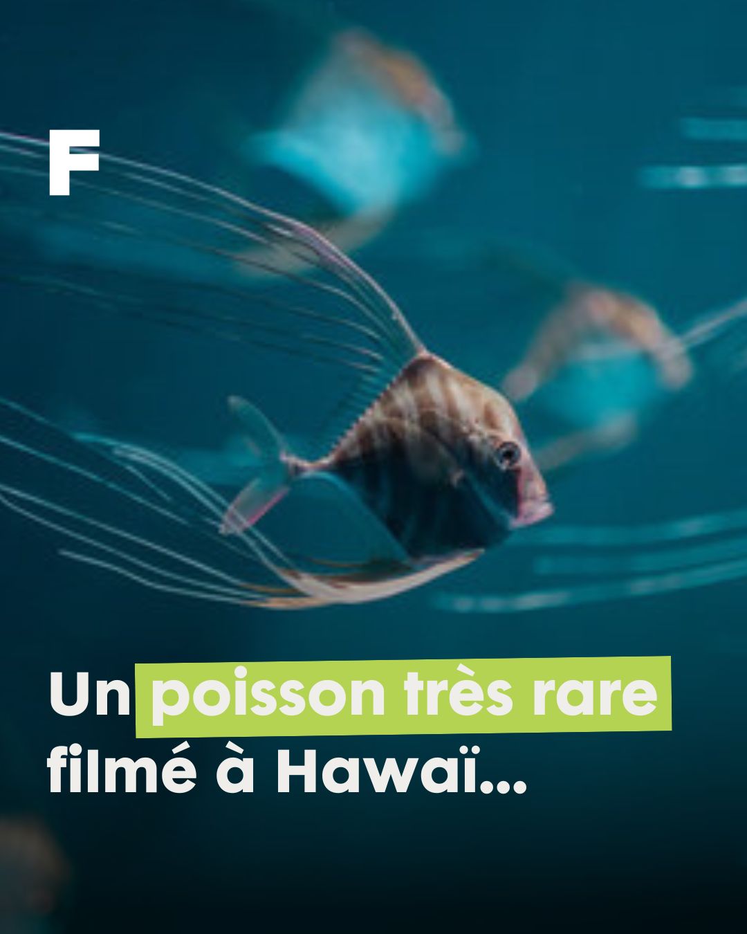 Un étrange poisson avec de longs filaments a été filmé dans un port à ...