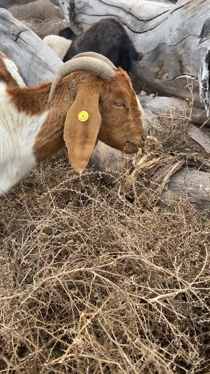 Galloping Goat Pumpkin Patch | Rio Rancho NM