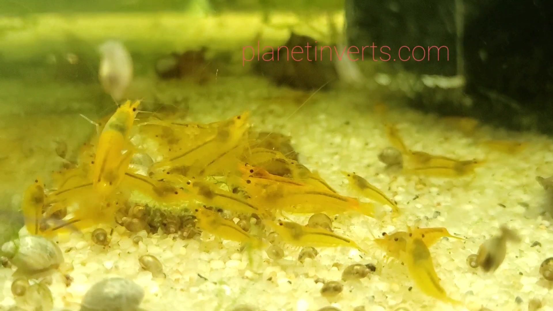 Planet Inverts | Mogadore OH