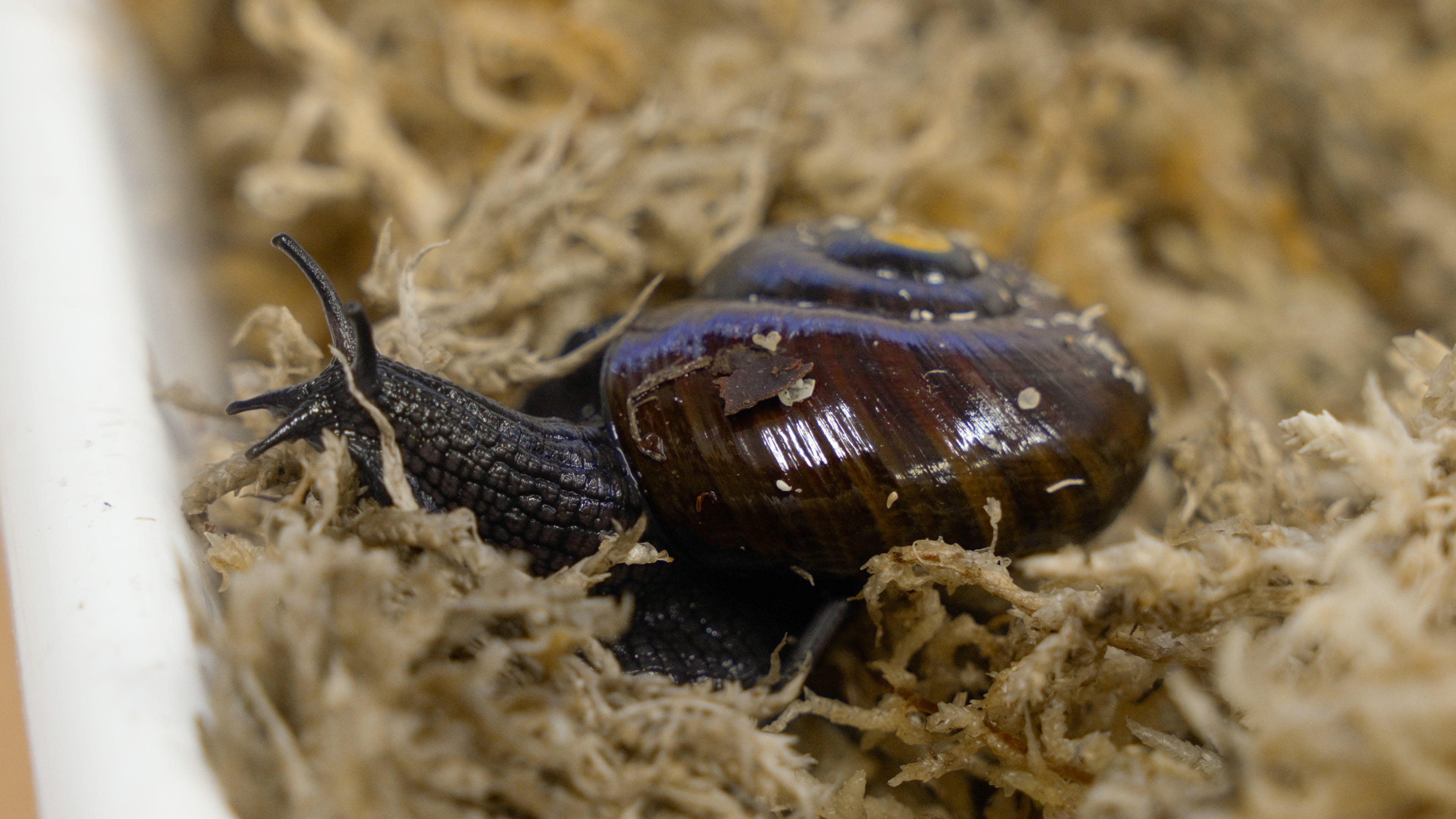 Captured on camera: A rare snail in New Zealand was filmed for the ...