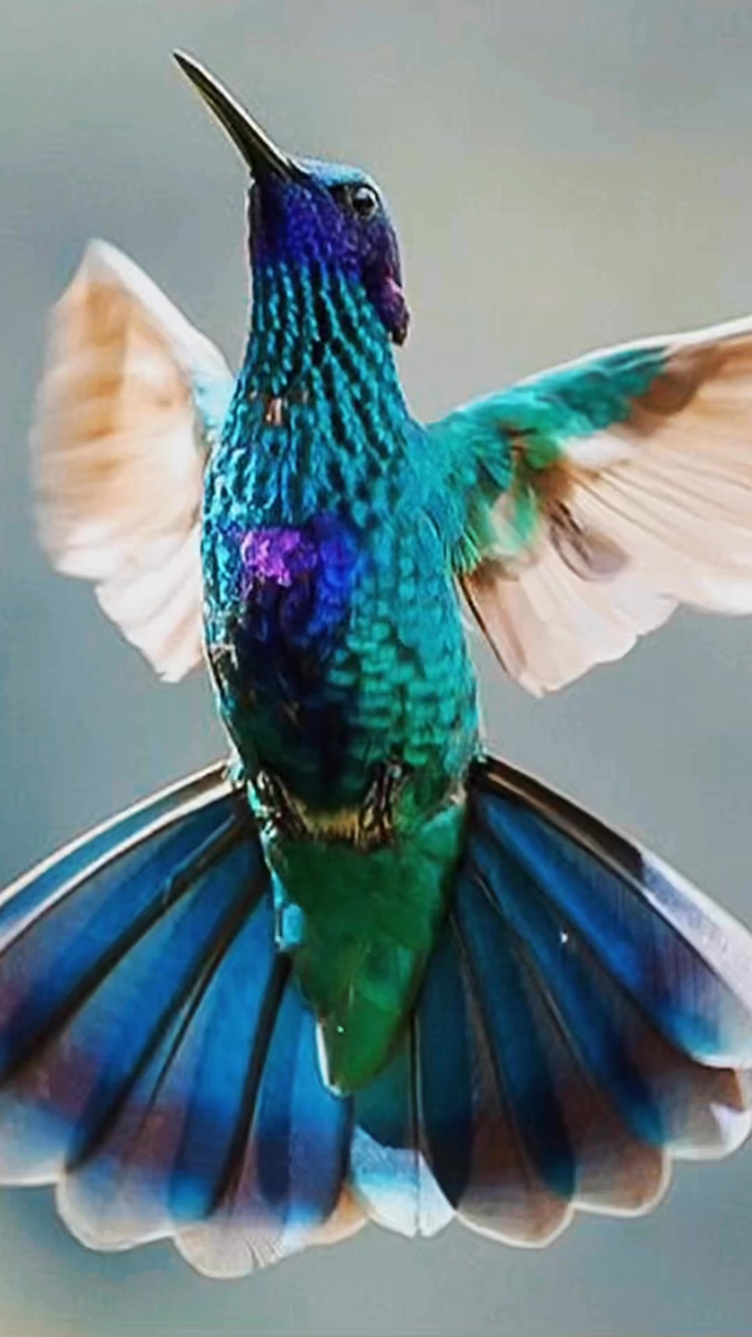 El colibrí rutilante (Colibri coruscans) es una especie de ave ...