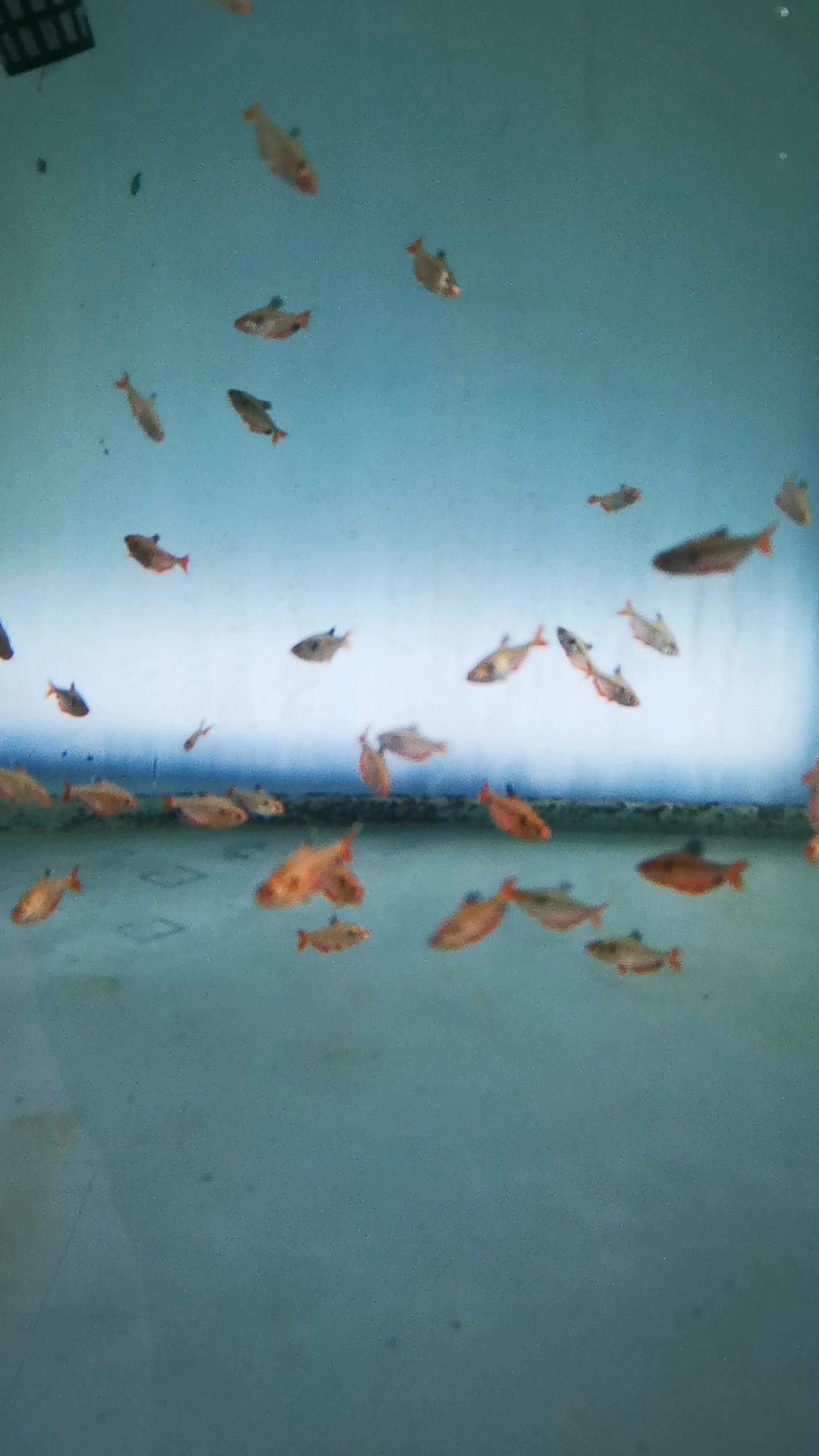 Serpae #aquatierra #fyp #reels #aquarium #aquariumhobby | Aquatierra ...