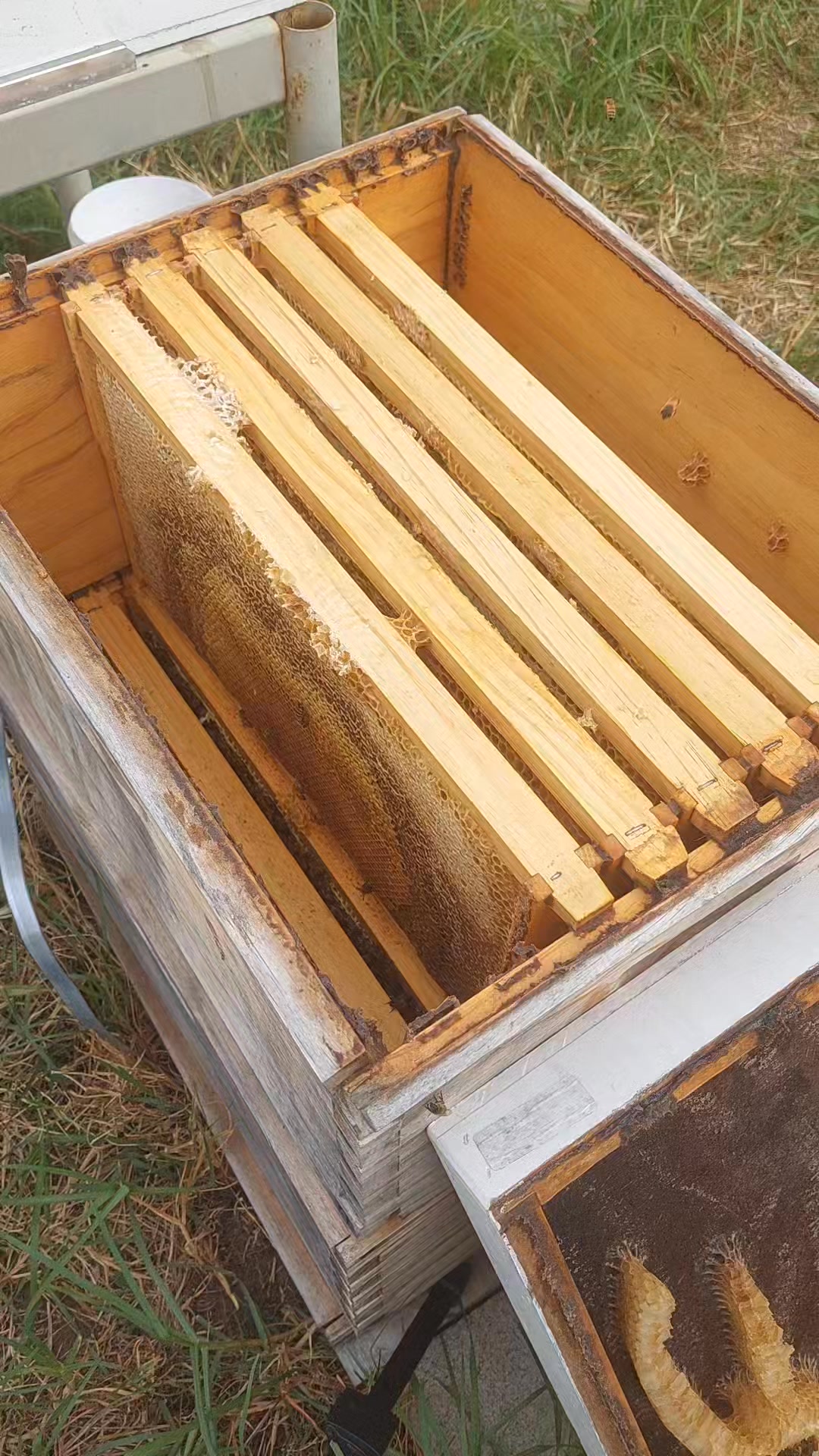 2 of 4. Interesting inspection. - propolis. - vertically joined frames ...