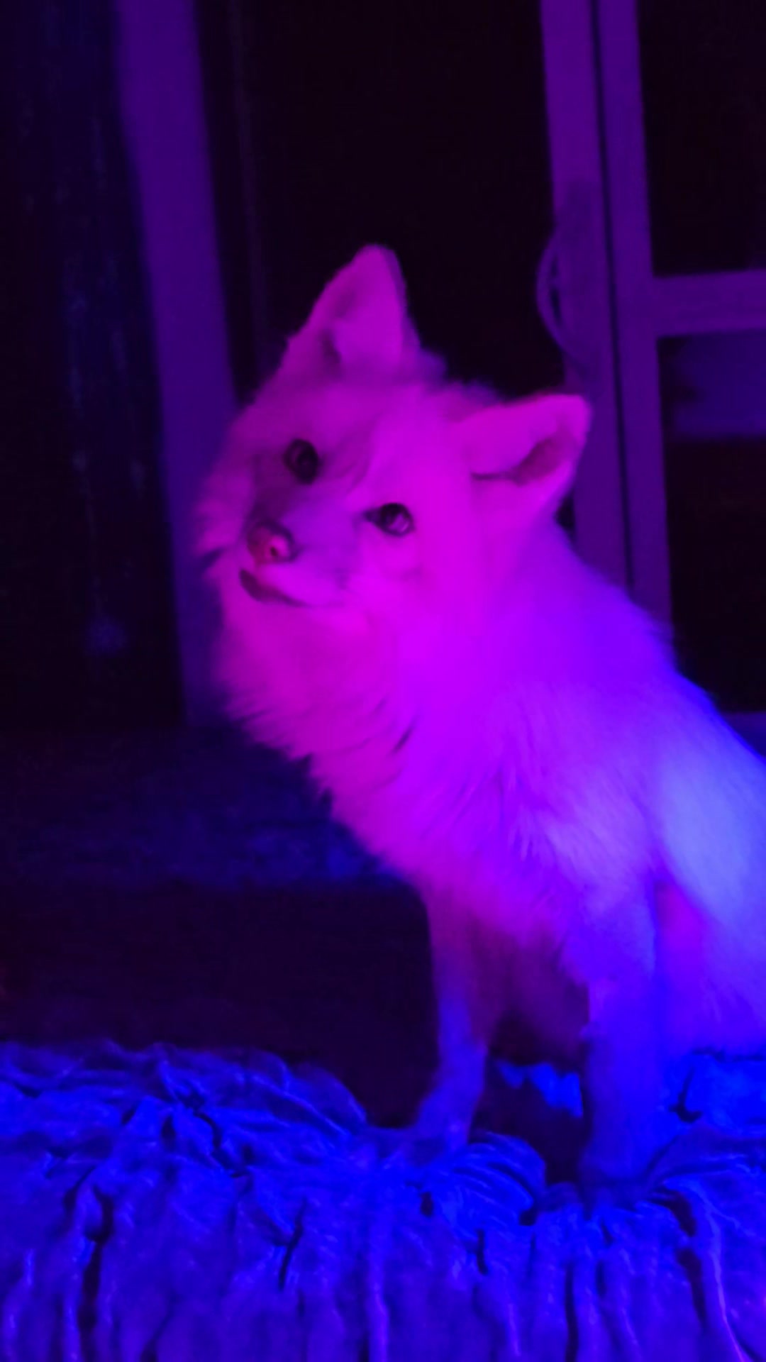 I'm so in love with Nimbus! Our little purple cloud toothless fox 💜 It ...