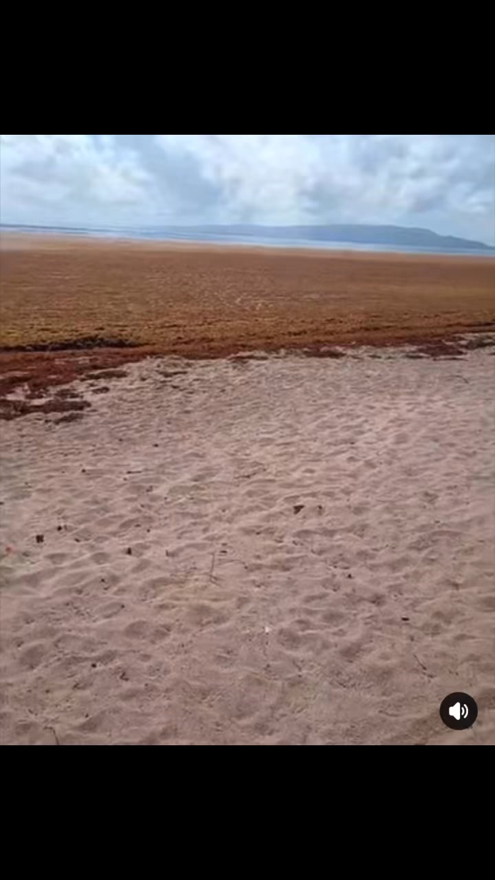 La Poza de Bojolo amanece completamente abarrotada de sargazo, un ...