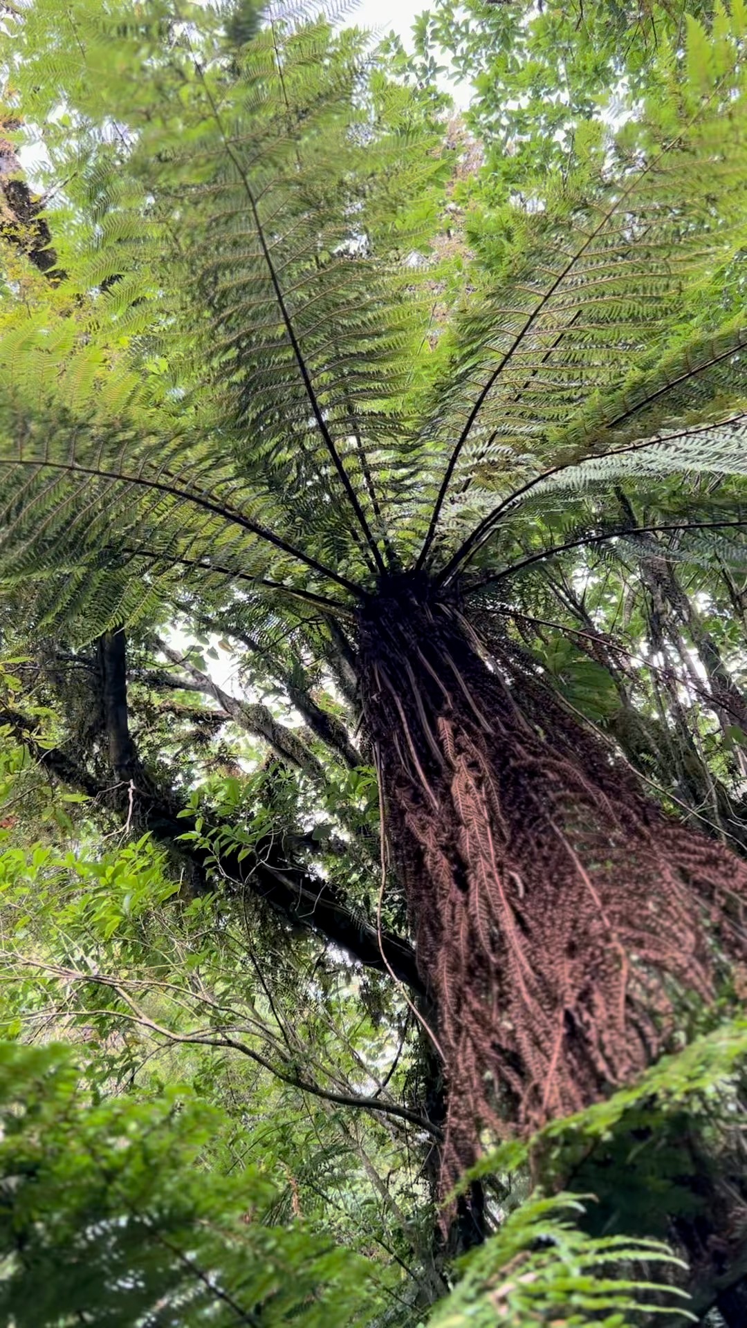 🌿 Nature’s Green Canopy 🌿 Towering, ancient, and iconic—New Zealand’s ...