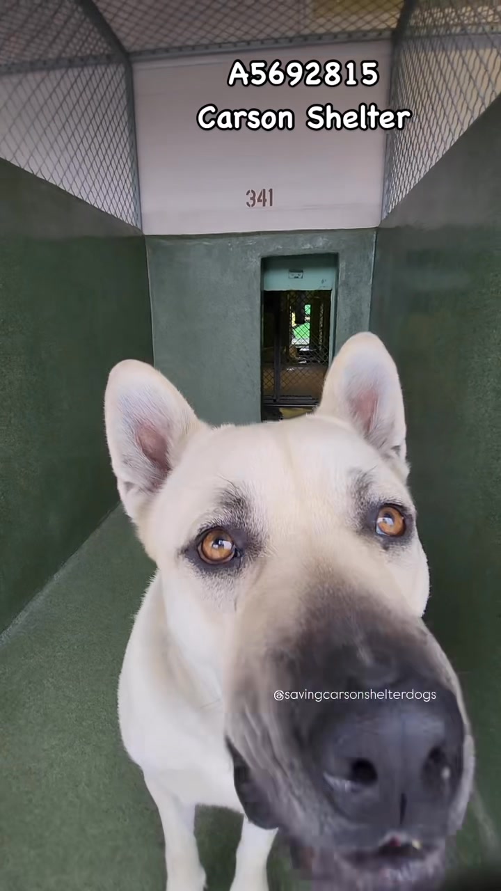 ❗️sam様❗️ 💜 Returned to owner 💜 | Saving Carson Shelter Dogs