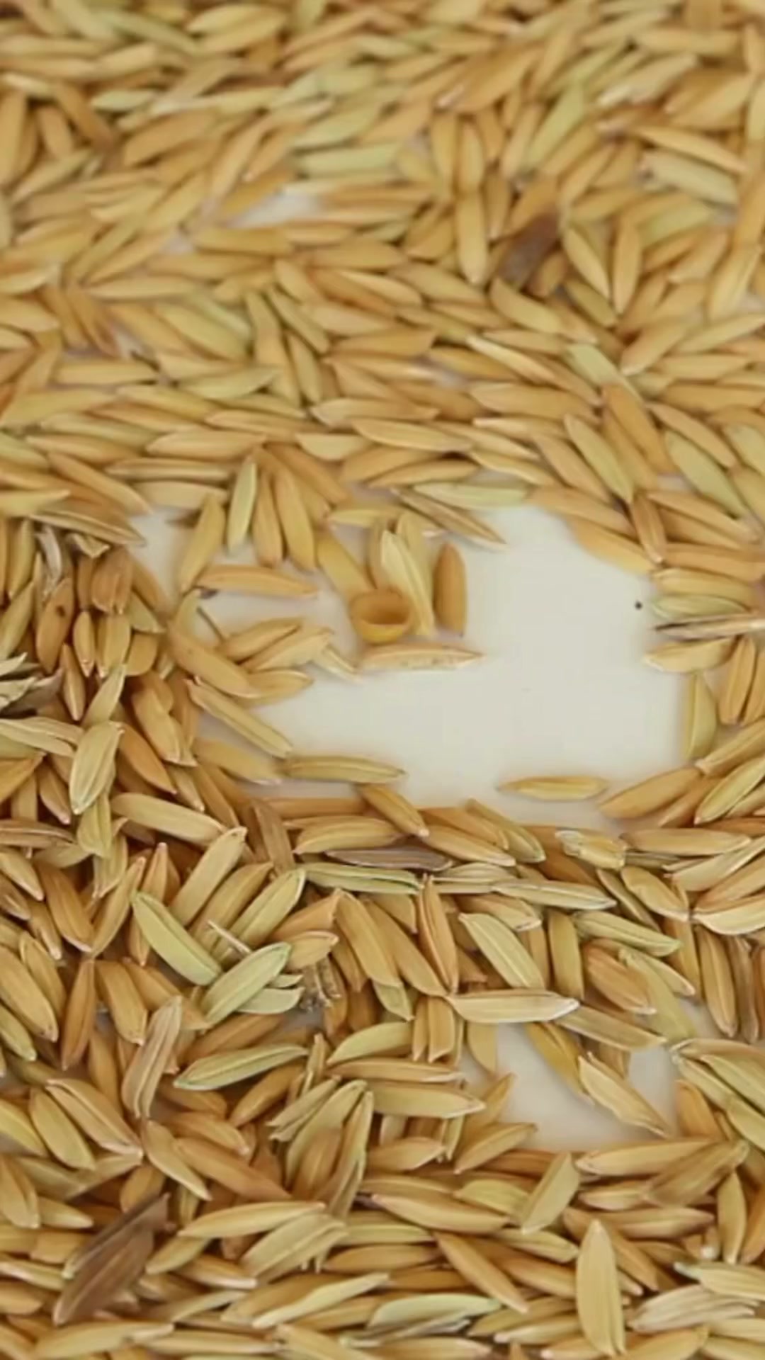 Nothing beats the taste of organic, Caribbean grown rice. Experience ...
