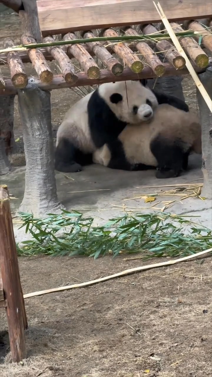 重重前幾天被喜喜打了好幾巴掌，重重也是支棱起來了。把喜喜rua的光叫！@??辰??辰?? #大熊貓重重 #大熊貓喜喜 | 小贝贝 | Facebook
