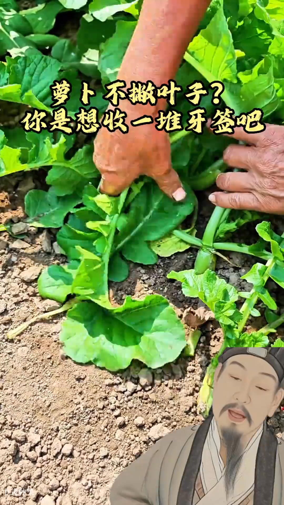 蘿卜都長出小蘿卜了還不撇葉子？你是想收一堆牙簽是吧？！ #AI #種植小技巧 #蘿卜撇葉子 #蘿卜管理 | 农业种植技术员陈老师 | Facebook
