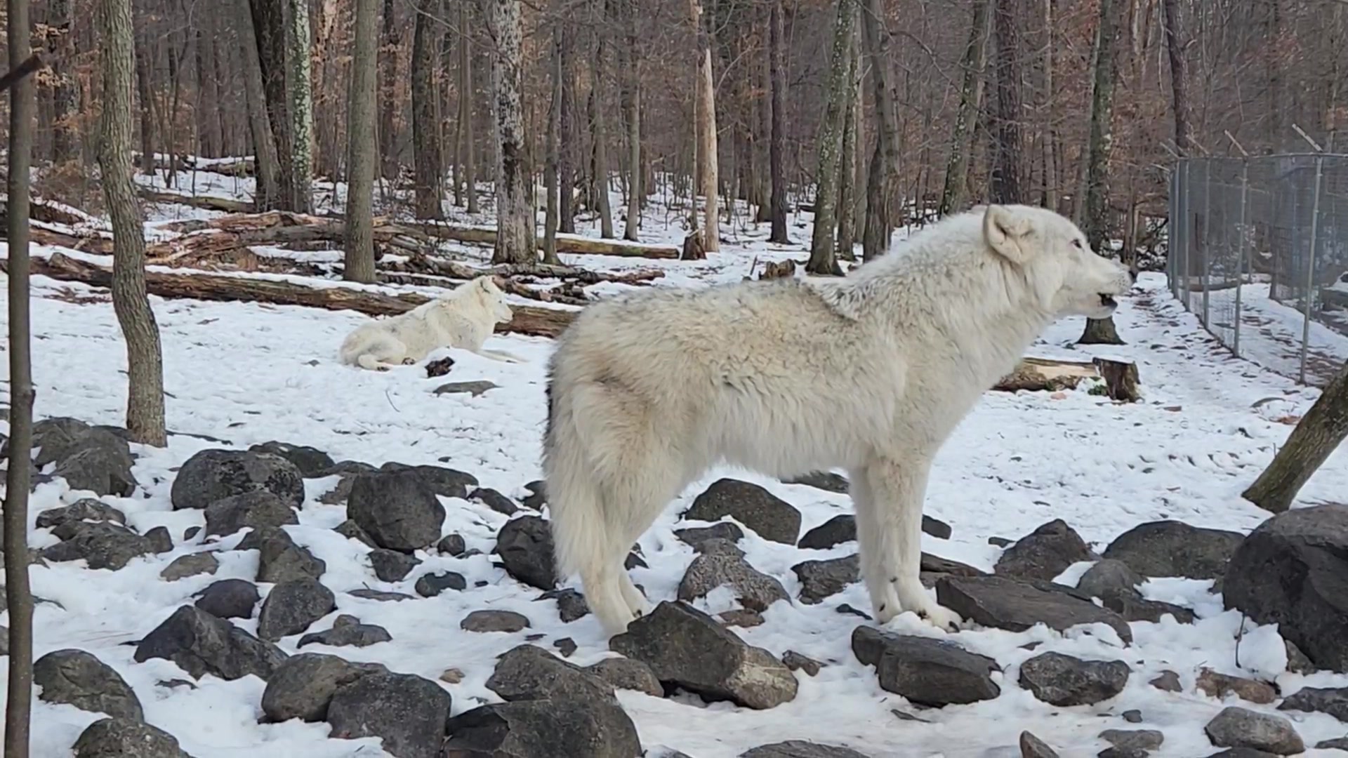 Lakota Wolf Preserve - Home