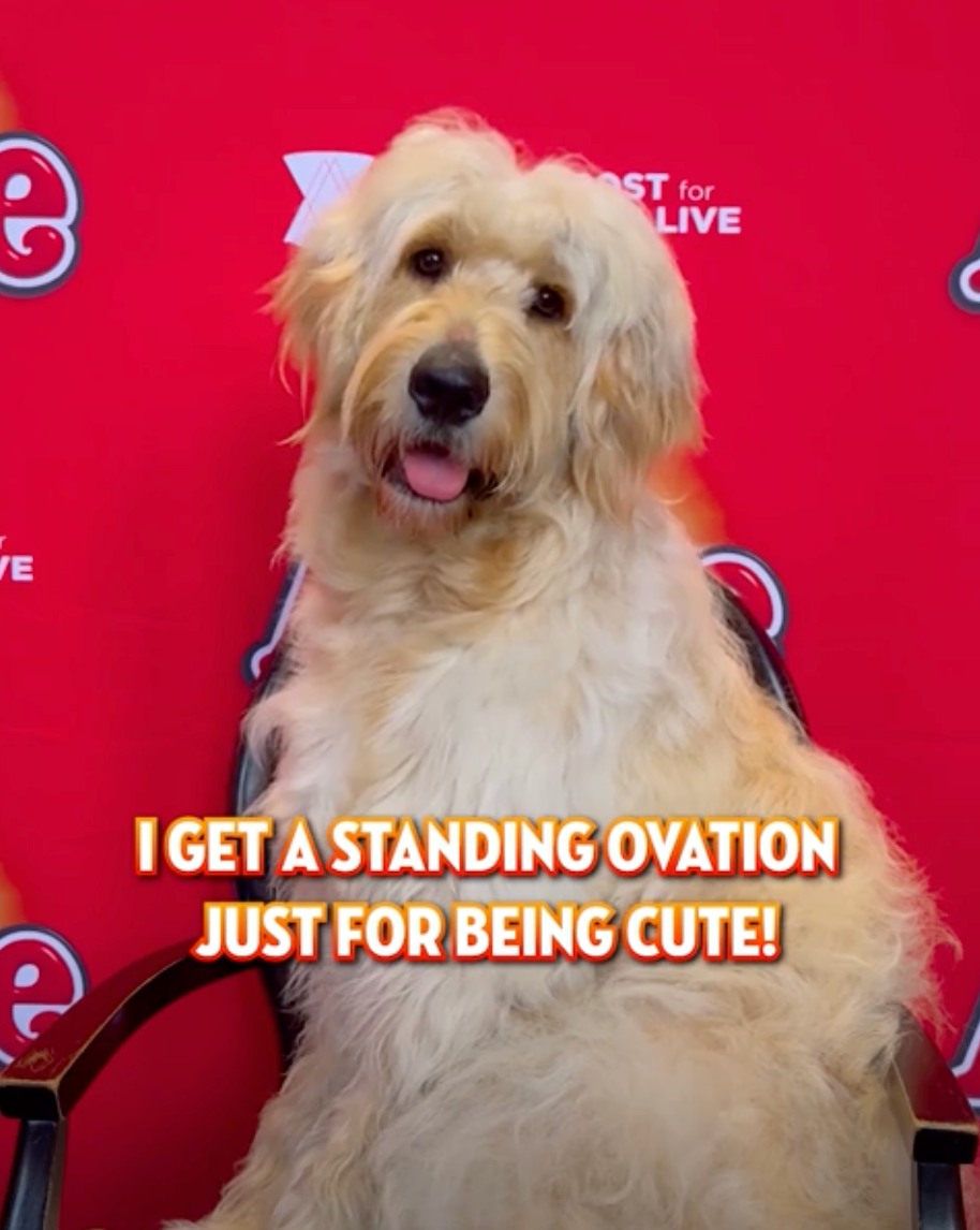 Our fluffiest #AnnieMusicalAU cast member, Sandy, joins us once again ...