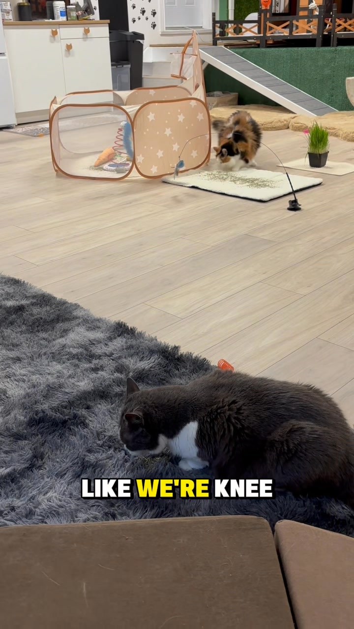 18 min sit with us, cat updates etc | The Big House Cats | Facebook