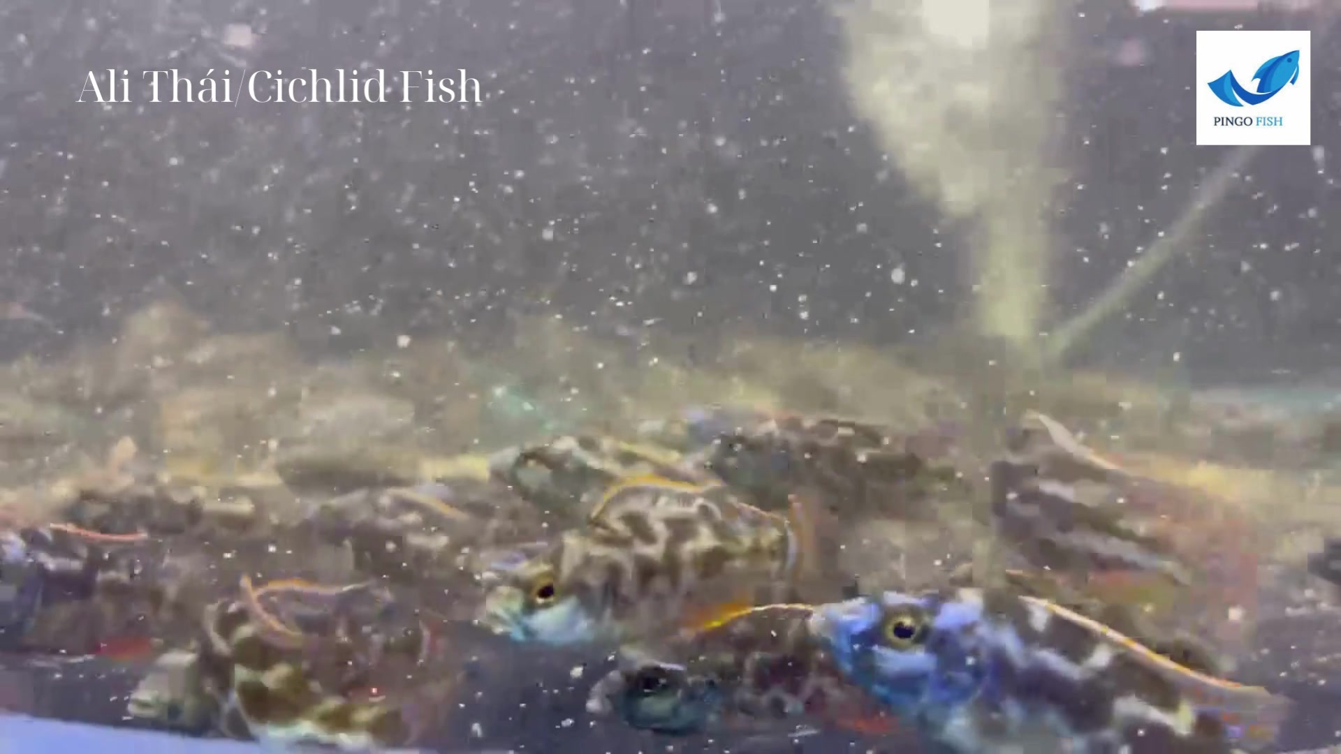 Pingo Fish | Ho Chi Minh City