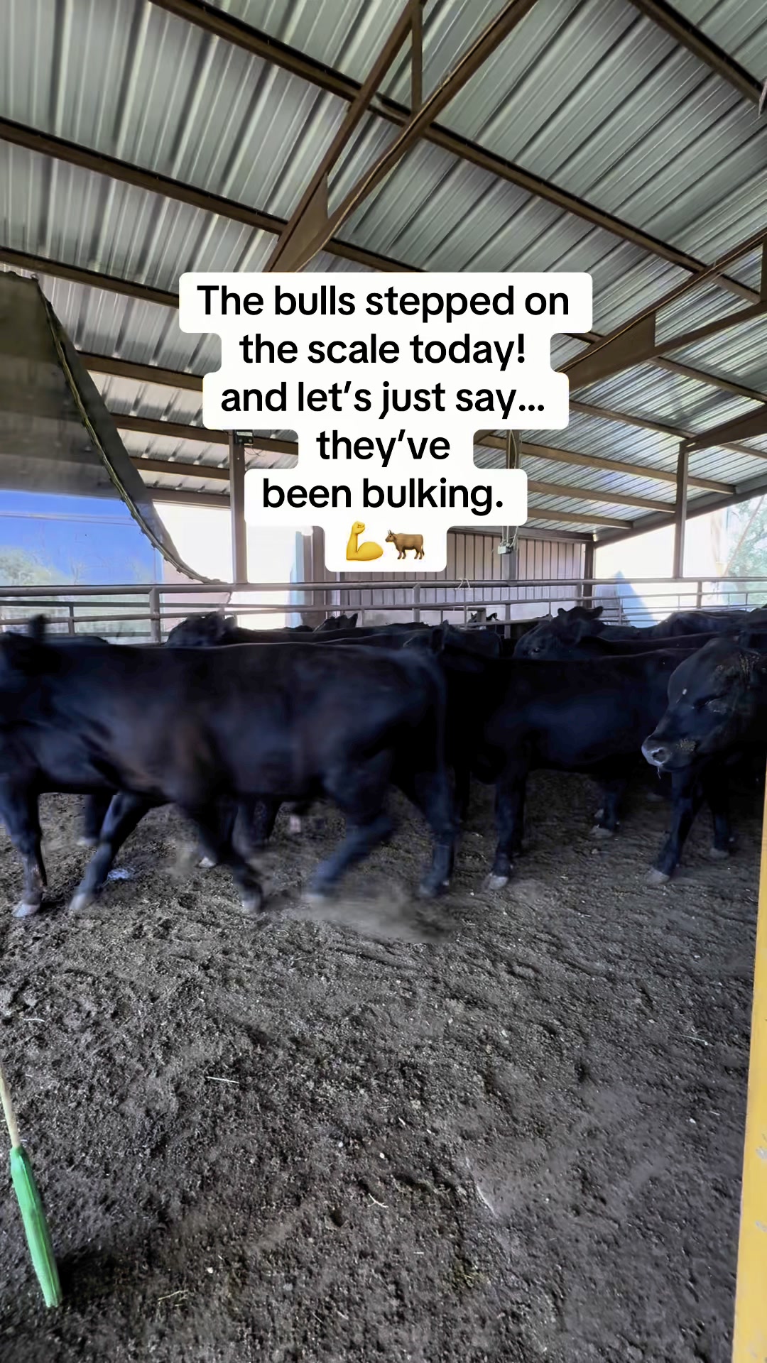 It’s weigh day here at Bledsoe Farms and the bulls are stepping on the ...