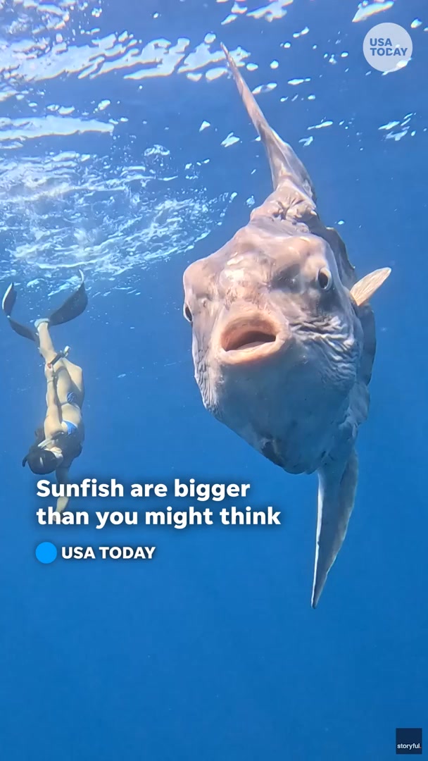 Would you be brave enough to swim this close to a sunfish? A diver's ...