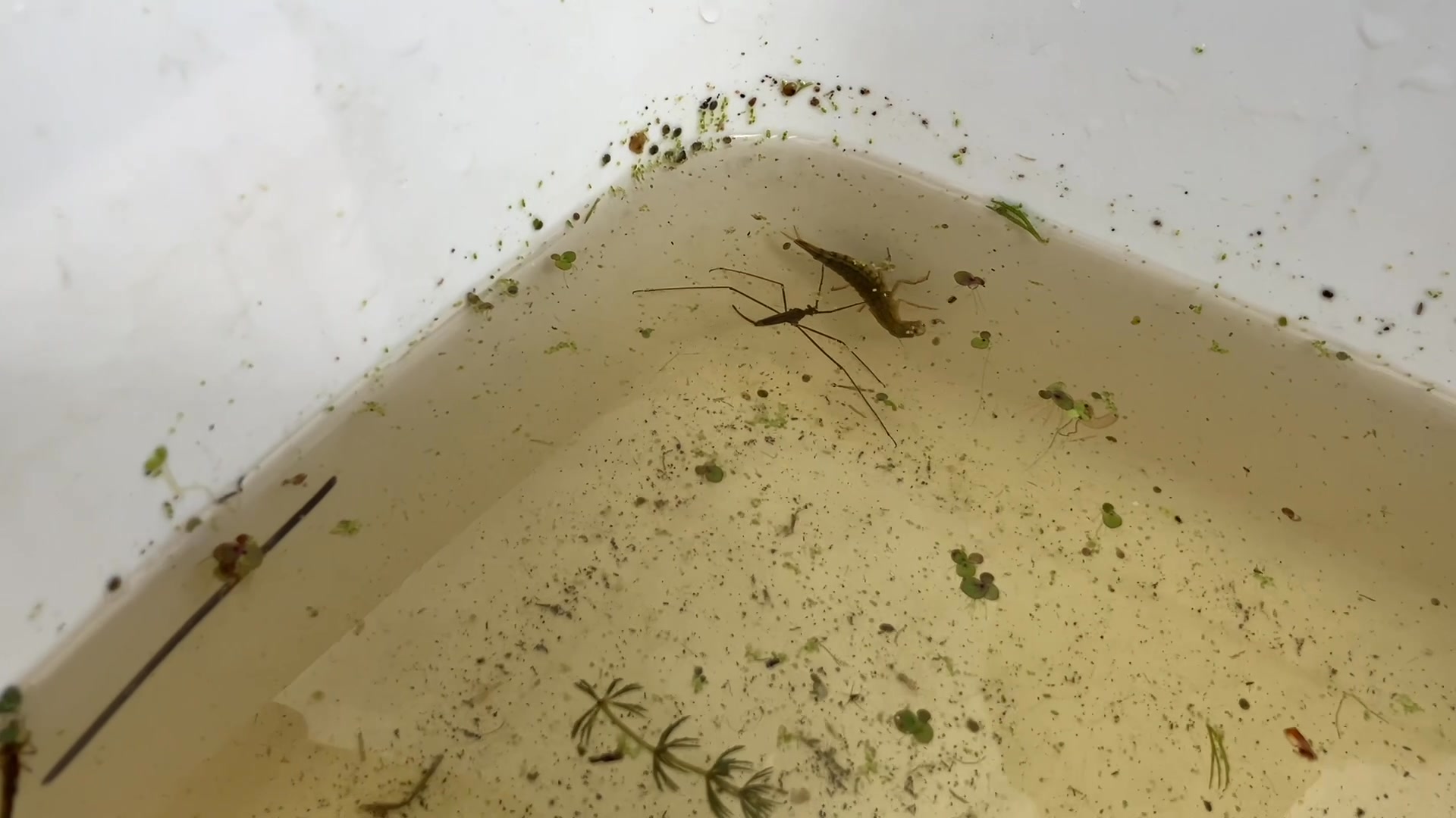 In the month of May, we spend a lot of time dipping for creatures in ...