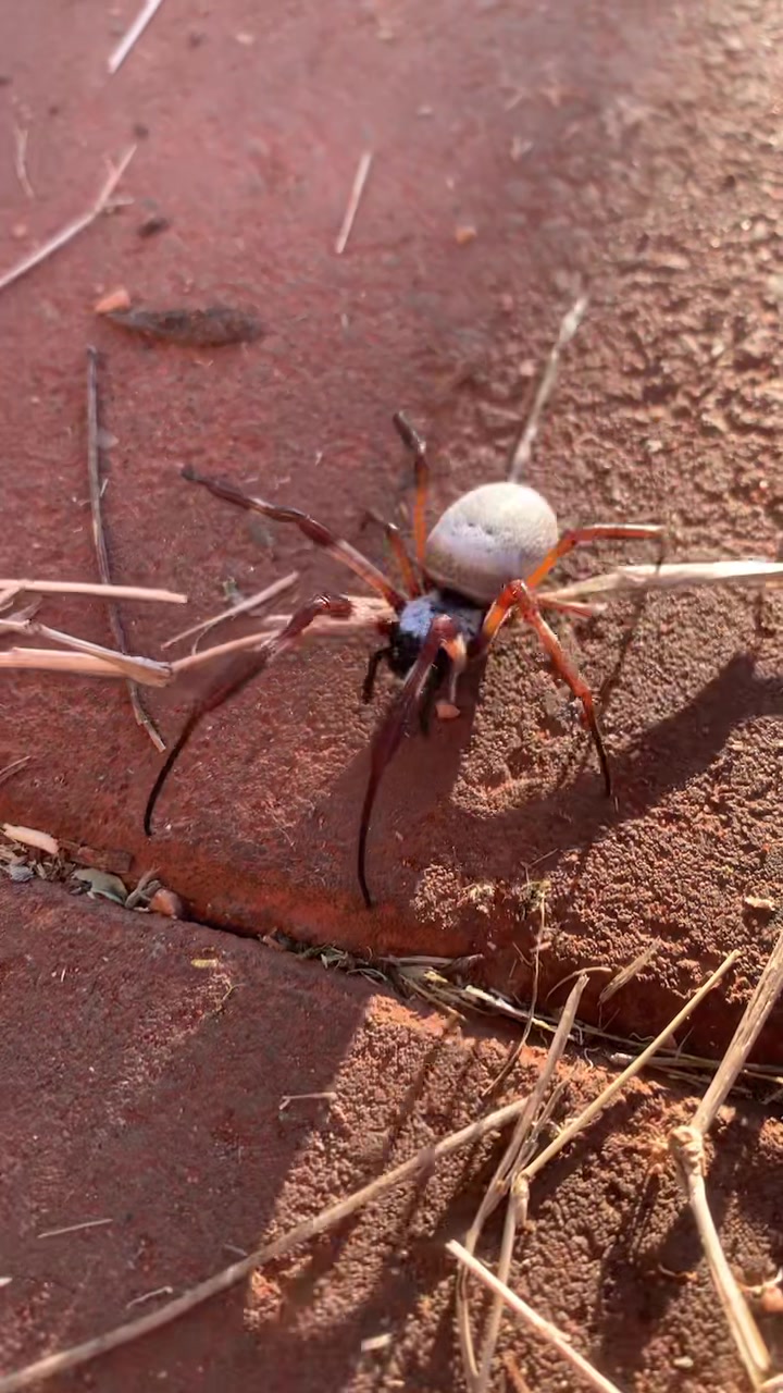 What is the name of this spider species?