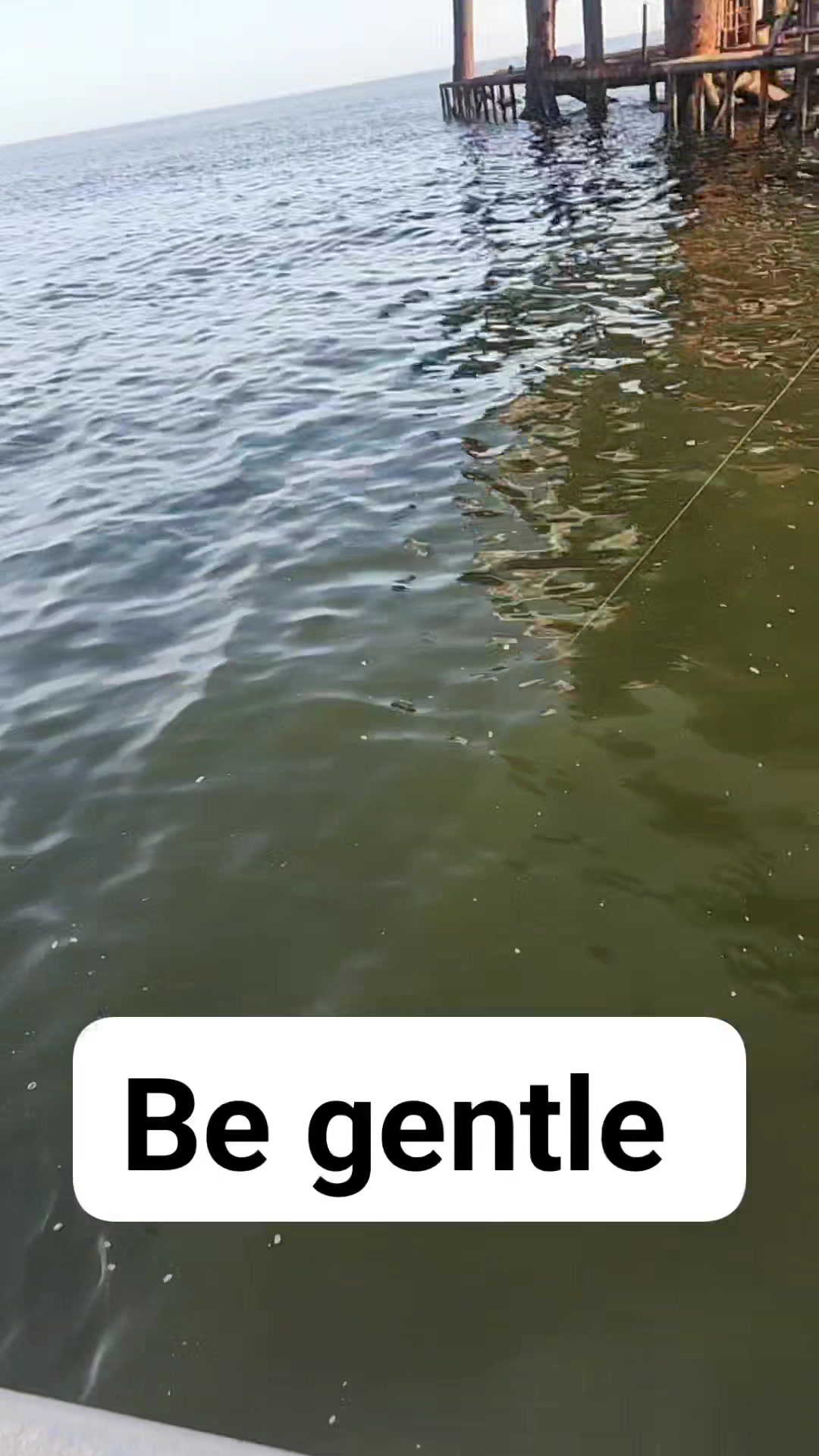 Tep of the day when catching horn fish be gentle #fishing #lovinglife # ...