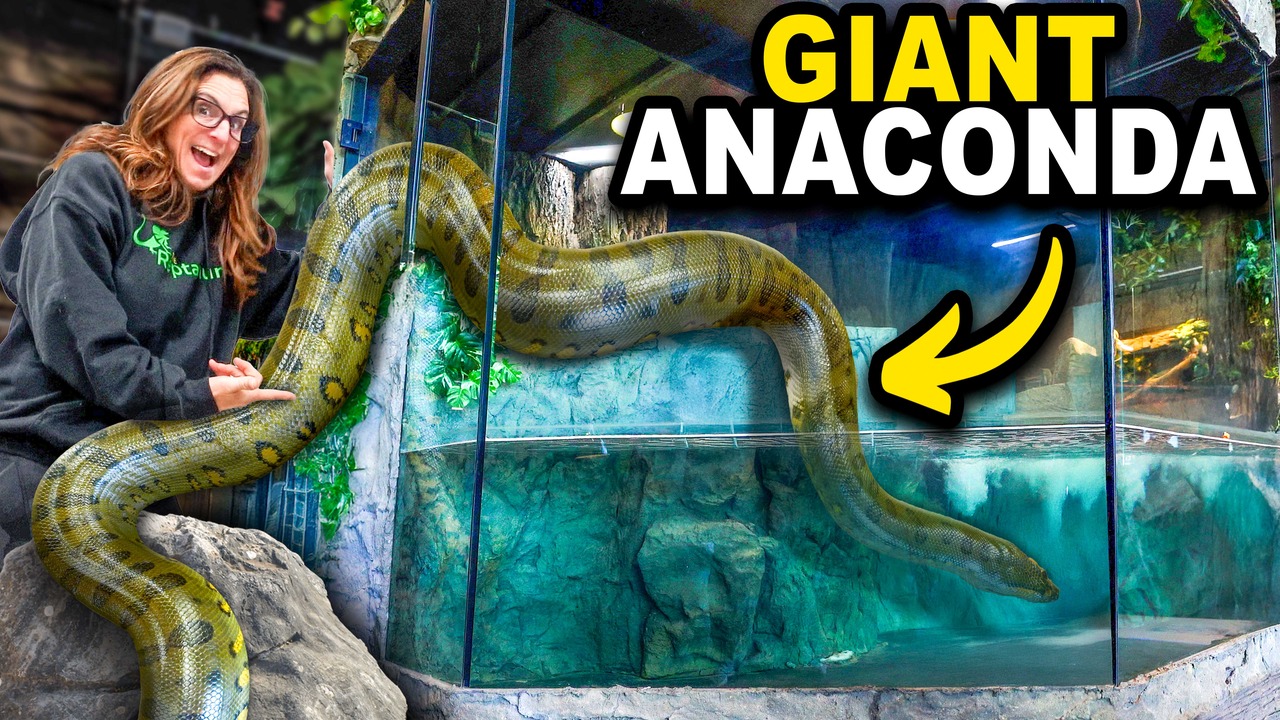 Curated visual reference: Feeding Large Anacondas In Zoo Settings Reference: My Giant Anaconda Just Moved In To My New Zoo