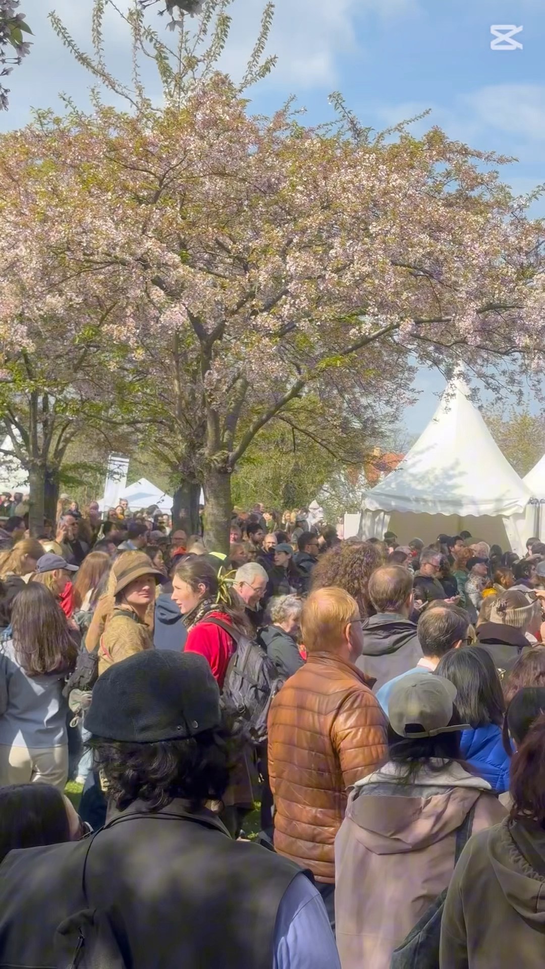 🌸 The beauty of Sakura Festival 2026 in Langelinie Park
