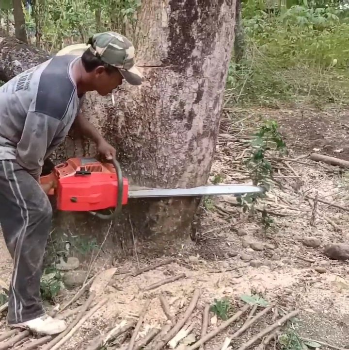 A professional skill man cutting down tree from bottom tree | Making ...