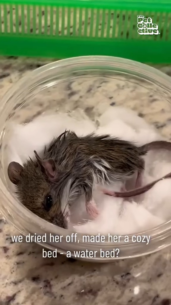 Rescued Mouse is Miraculously Brought | Try Not to Laugh | Facebook