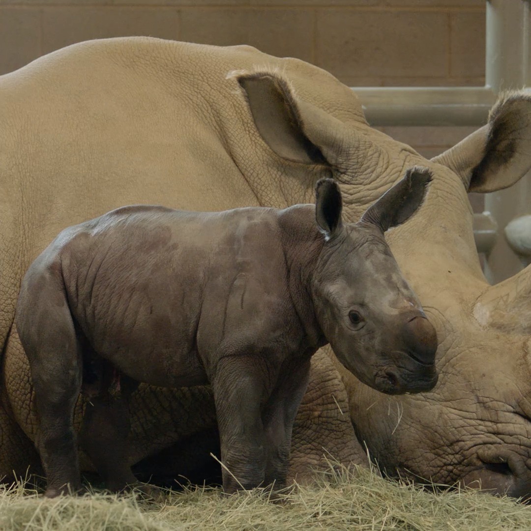 Oh BOY! After a 493-day pregnancy, Victoria gave birth last night