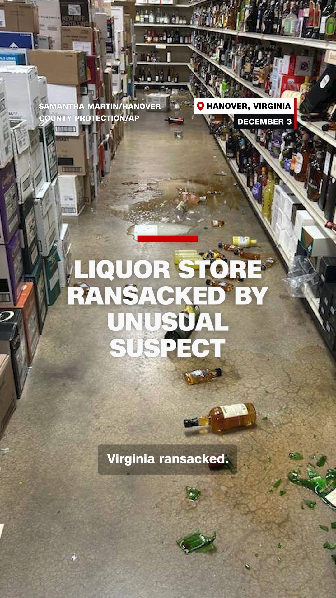 A drunken raccoon went on a rampage in a Virginia liquor store, before ...